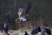 Seeadler 5