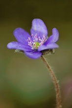 Hepatica nobilis