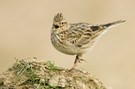 Feldlerche