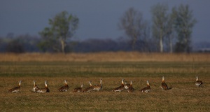 13 Großtrappen (Otis tarda)