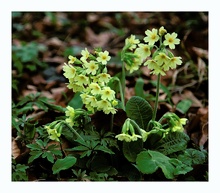 Primula elatior