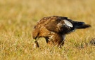 Mäusebussard ( Buteo buteo)