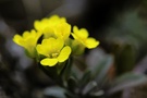 "Die Gelbe Blume IV"
