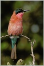 Carmine Bee-eater, Karminspint (Merops nubicoides)