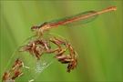 ~ Späte Adonislibelle ~