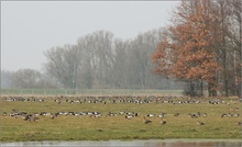 Gänseweide II