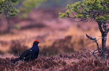 Birkhahn im ersten Morgenlicht.