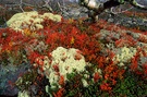 Herbstfarben im Fulufjaellet-Nationalpark