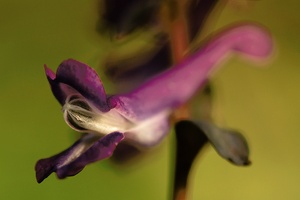 Corydalis cava