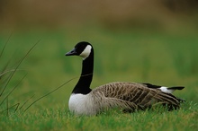 ruhende Kanadagans (Branta canadensis)