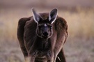 Kangaroo spät abends