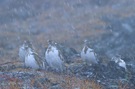 Alpenschneehühner im Schneetreiben