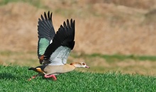 Startende Nilgans