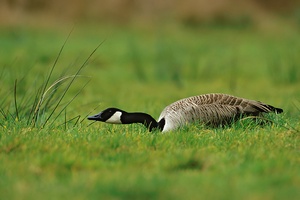 ängstliche Kanadagans (Branta canadensis)