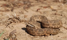 giftiges Kerlchen (Bothrops neuwiedii)