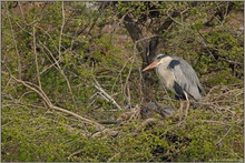 in der Brutkolonie... Graureiher *Ardea cinerea*