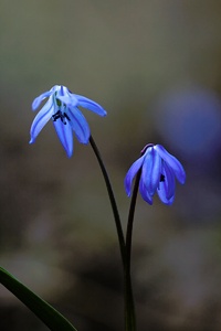 Scilla bifolia