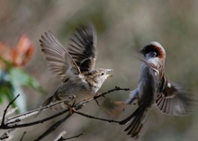 Mach Platz, du Spatz!