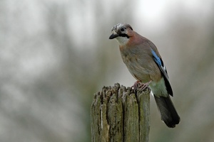 Garrulus glandarius