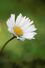 Gänseblümchen