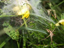 Spinne bewacht ihre Babys