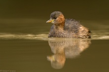 Zwergtaucher