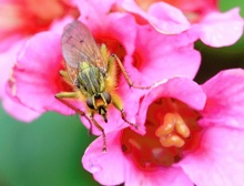 Frühflieger auf Frühblüher 2