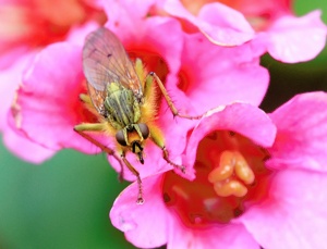 Frühflieger auf Frühblüher 2