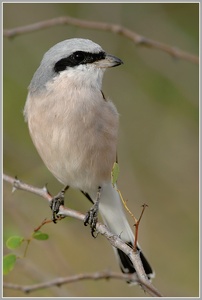 Neuntöter (Lanius collurio)