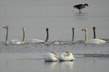 Singschwan-Chor (2)