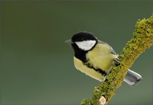 Kohlmeise ( Parus major )