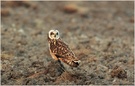 Sumpfohreule (Asio flammeus)