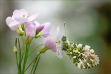 ~ Anthocharis cardamines ~