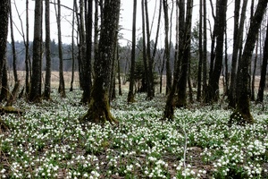 Frühlingsknotenblumen