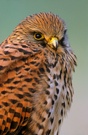 Turmfalke