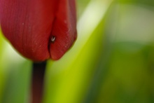 Spinne genießt Tulpenintimität