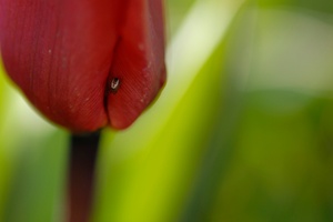 Spinne genießt Tulpenintimität