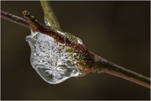 ~ Eisbäumchen ~