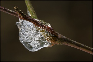 ~ Eisbäumchen ~