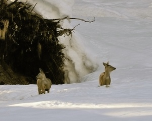 März im Gebirge