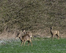 März in der Ruhraue