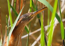 Zwergrohrdommelweibchen-Close-Up