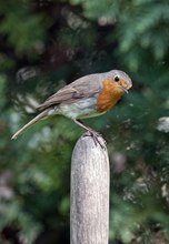 Robin auf dem Forkenstiel..