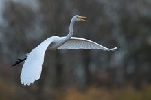 Silberreiher im Flug