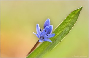 Scilla an Bärlauch