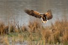 Seeadler im Flug