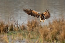 Seeadler im Flug