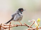 Samtkopf-Grasmücke (Sylvia melanocephala)