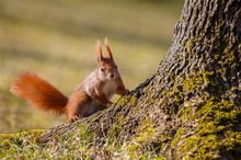 kleines Eichhörnchen