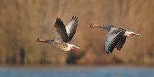 Graugänse im Flug